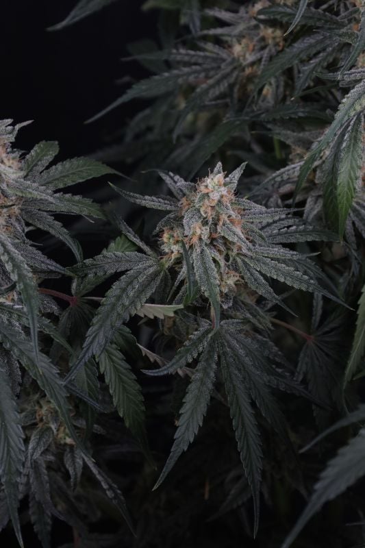 Instagram Garlic Mint Sherbet Auto