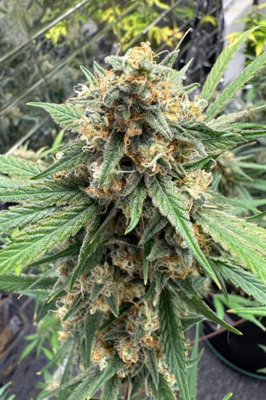 Instagram Cheese Auto