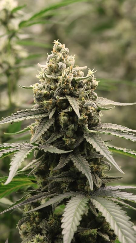 Instagram Banana Cherry Cookies Auto