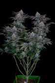 Instagram Gorilla Cookies FF
