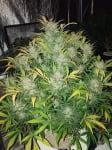 Instagram White Widow Auto