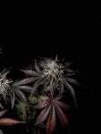 Instagram Mendo Frost Auto™