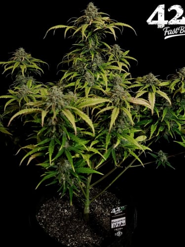 Instagram Trainwreck Auto