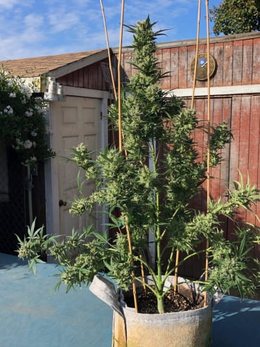 Instagram Mexican Airlines Auto