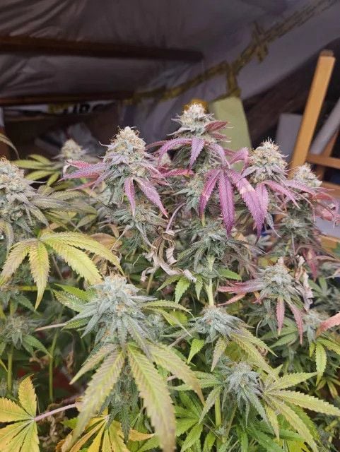 FEM | Lemon Cherry Runtz™