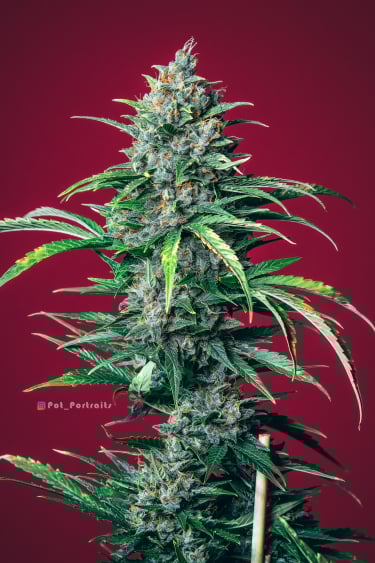 Instagram Lemon Pie Auto