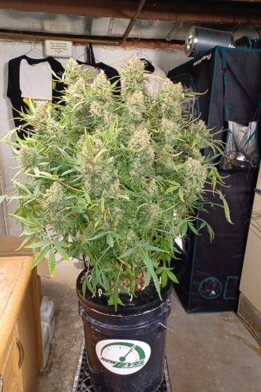 Instagram Guava Auto