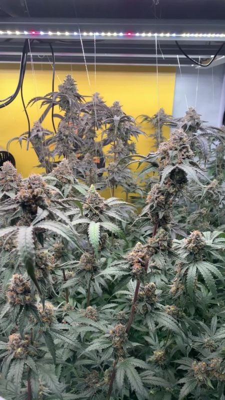 Papayton @tsf_homegrow GD 3