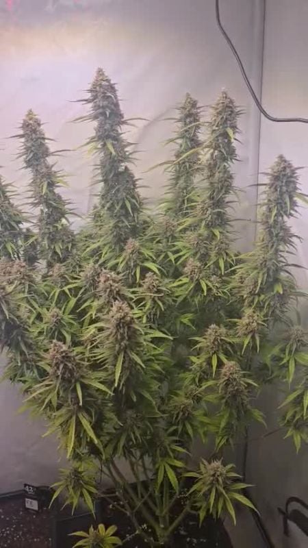 Gorilla Cookies Auto @amnesia193 DIS 