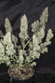 Instagram Gorilla Cookies Auto