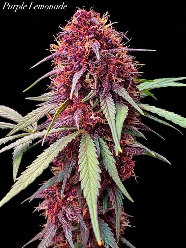 Instagram Purple Lemonade Auto RF3