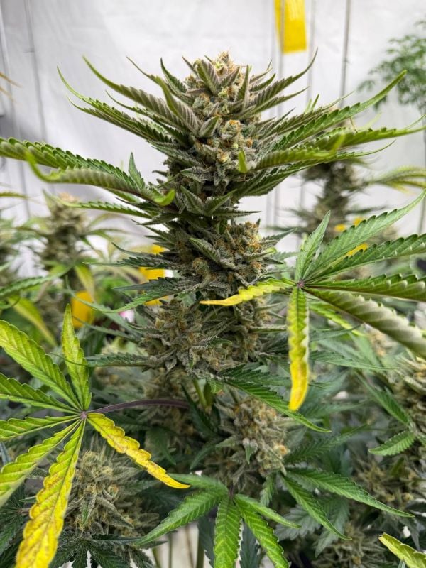 Instagram BubbleGum Auto