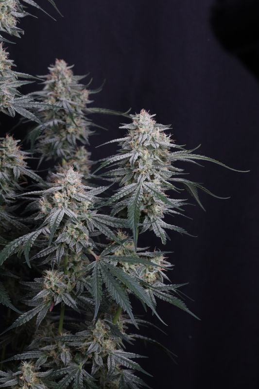 Instagram Garlic Mint Sherbet Auto