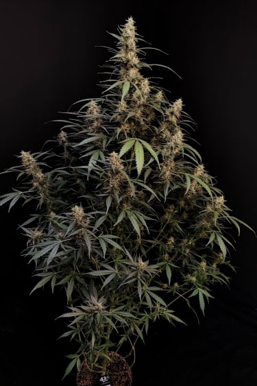 Instagram Amnesia Haze Auto