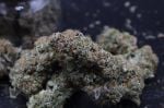 Instagram Mendo Cherry Cookies Auto™