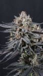 Instagram Mendo Cherry Cookies Auto™