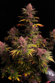 Instagram Purple Lemonade FF