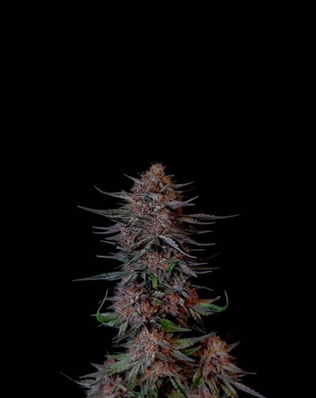 Instagram Guava Sundae Auto