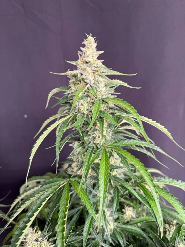 Instagram Northern Lights Auto