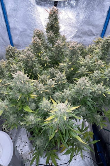 Instagram Amnesia Z Auto