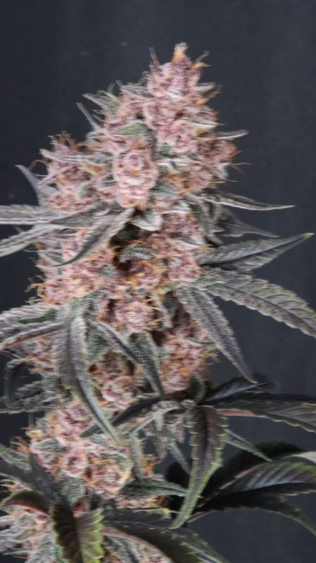 Instagram Mango Cherry Runtz Auto