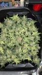 Instagram Banana Cherry Cookies Auto™