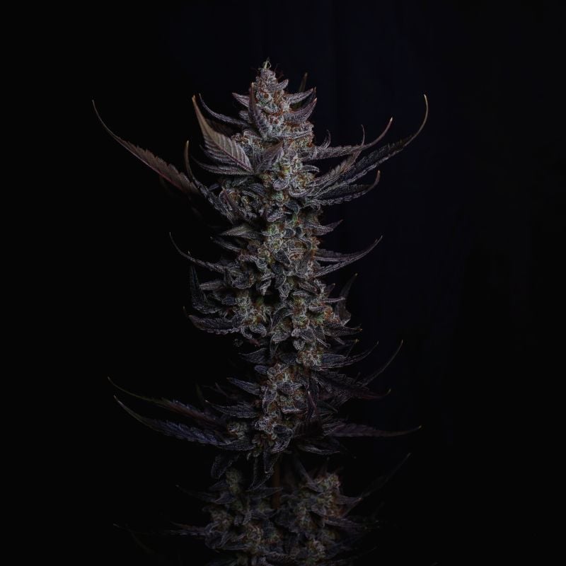 AUTO | Mendo Guava Auto™