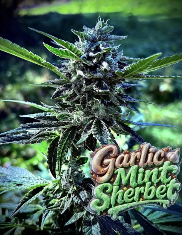 Instagram Garlic Mint Sherbet
