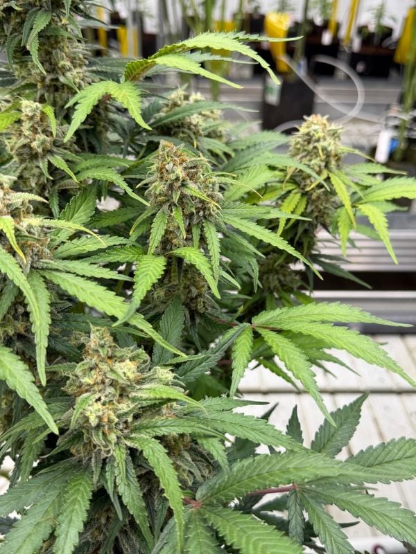 Instagram Moby Dick Auto