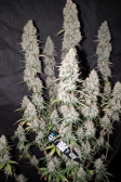 Instagram Papaya Cookies Auto™