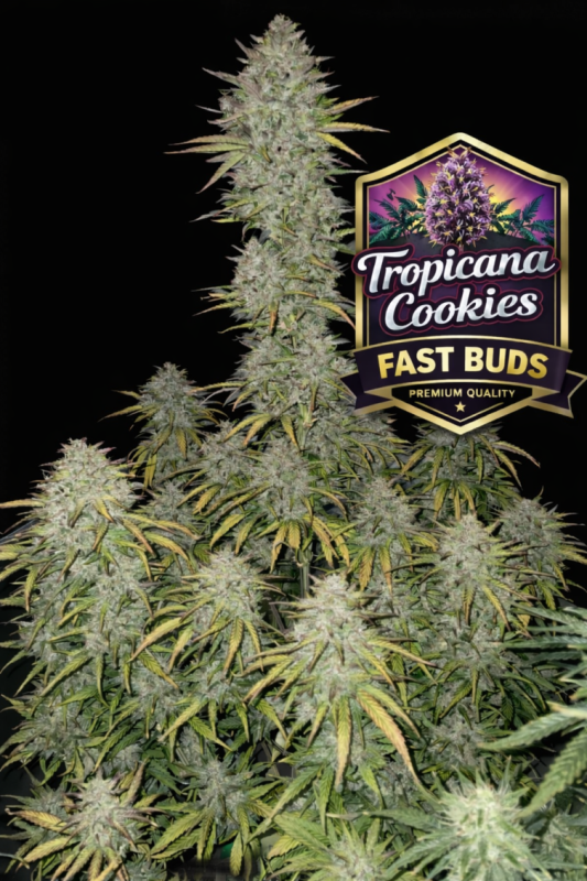 Instagram Tropicana Cookies Auto