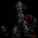 Instagram Banana Guava Auto™