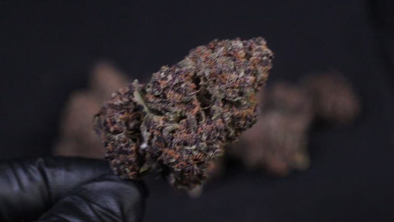 Banana Purple Punch Auto RF3 @Fast Buds Breeders 1