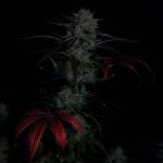 Instagram Banana Guava Auto™