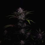 Instagram Mendo Guava Auto™