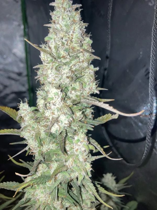 Instagram Strawberry Gorilla Auto RF3