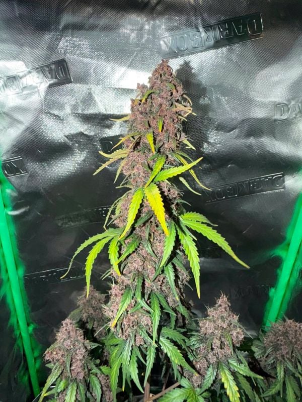 Instagram Purple Lemonade Auto RF3