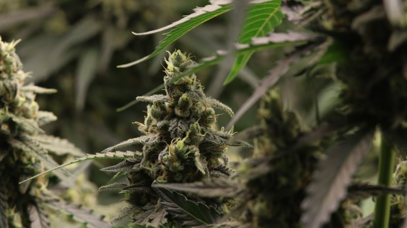 Instagram Banana Cherry Cookies Auto