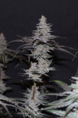 Instagram Gorilla Cookies FF