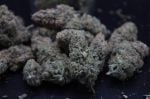 Instagram Pineapple OG Auto™