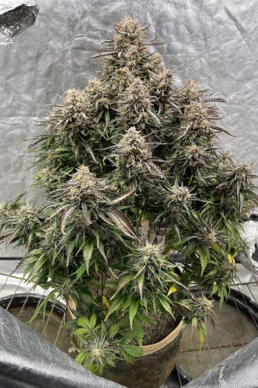 Instagram Lemon AK Auto