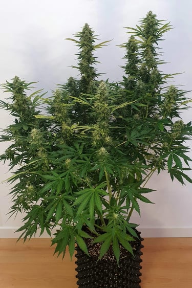 Instagram Blueberry Auto