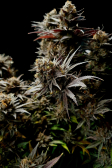 Instagram Gorilla Cookies FF