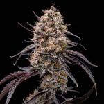 Instagram Guava Runtz Auto™