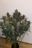Instagram LSD-25 Auto