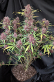 Instagram Purple Haze Auto™