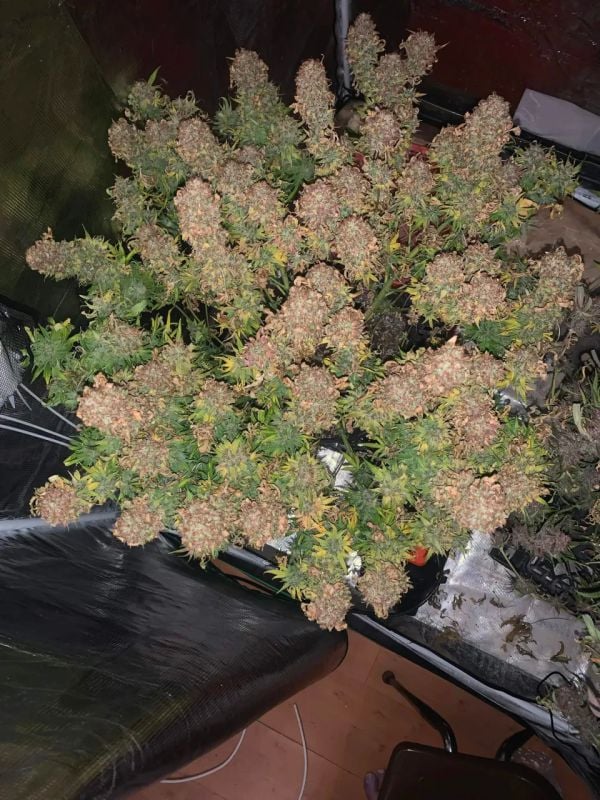 AUTO | Pineapple OG Auto™
