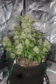 Instagram Gorilla Z Auto