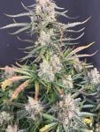 Instagram Big Bud Auto