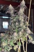 Instagram Papaya Sherbet™